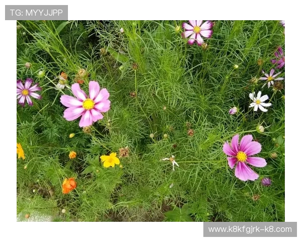凯发官网登录地址陆地积极响应国家政策，推动绿色健康娱乐环境的建设与推广
